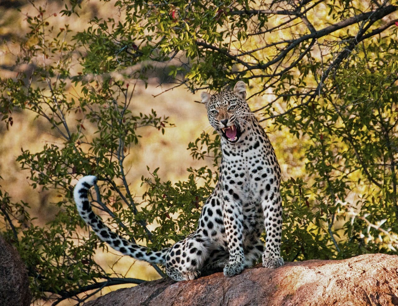Jawai Leopard Safari