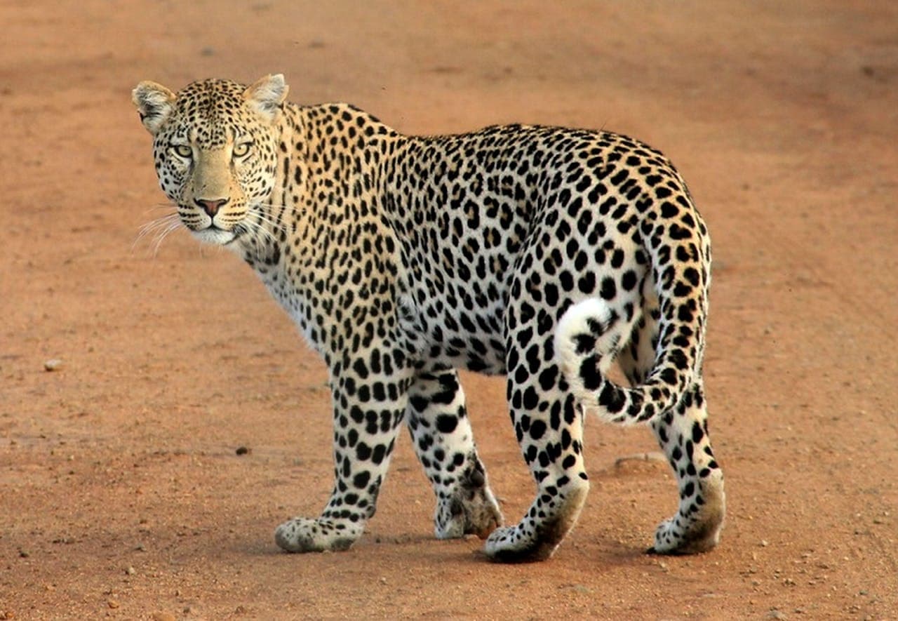 Private Full-Day Safari (6 people)