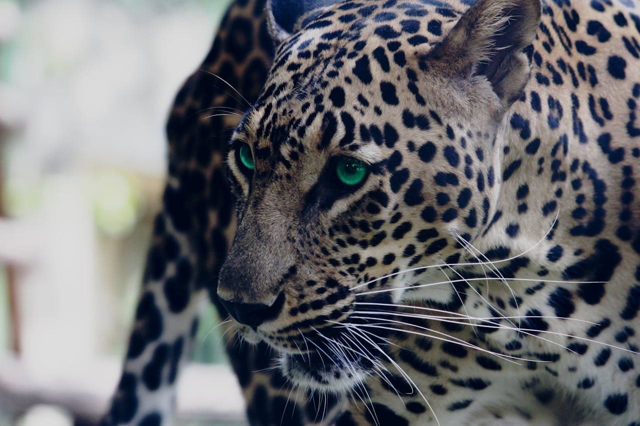 Birds, Crocodile & Leopard Safari at 8:00 AM