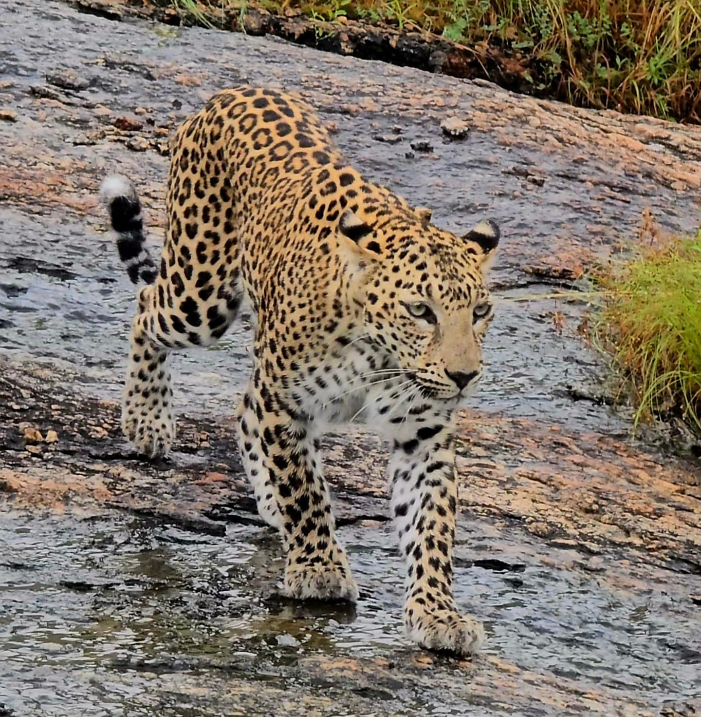 Jawai Safari Experience 1